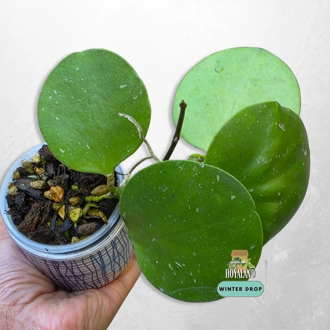 🍂 Hoya 'Mathilde' Grey Fairy – The Ultimate Rare Silver Unicorn